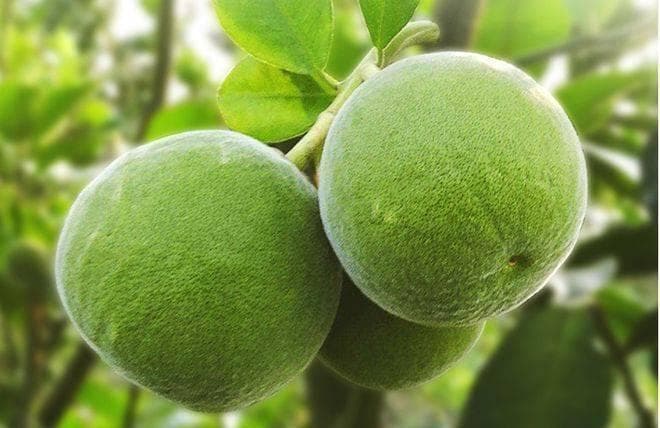 药食同源之化州橘红泡饮方法