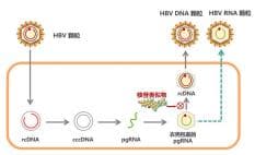 乙肝病毒感染为什么需要检测乙肝RNA?