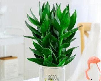 荷花竹（水培与土培，如何选择？）