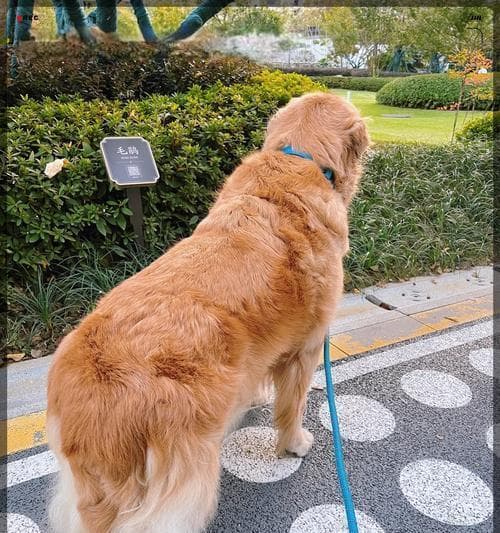 训练狗狗的8个技巧（有效训练你的狗狗并建立良好的行为习惯）