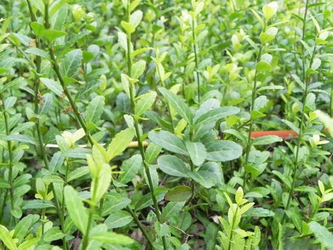 花叶小叶扶芳藤：一种受欢迎的城市绿化植物