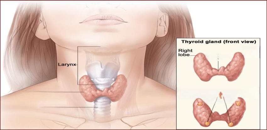 全面解析促甲状腺素受体（TSHR）：甲状腺疾病的诊断与治疗新希望