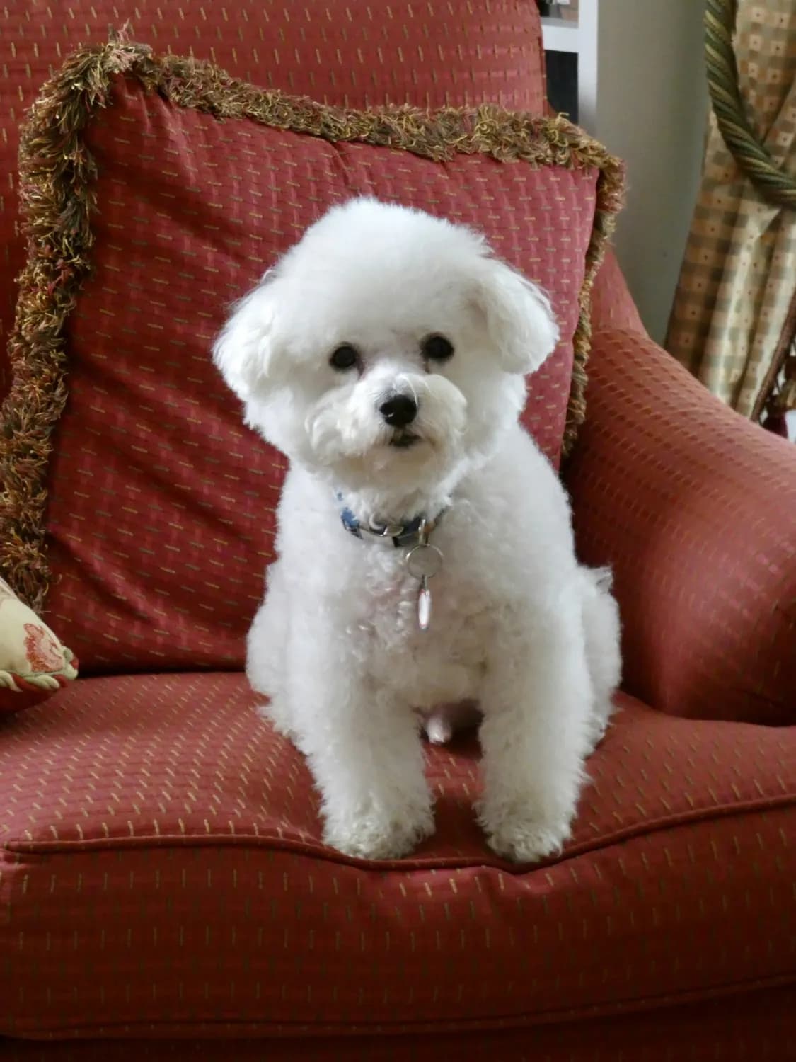 养比熊犬？这些坑你得躲！