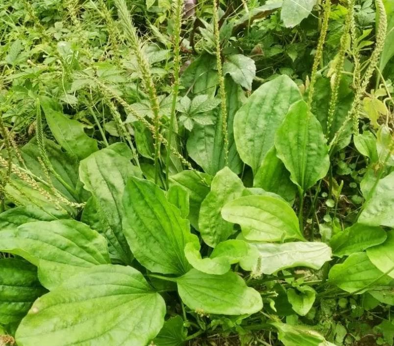 车前草——用于热淋涩痛 水肿尿少 暑湿泄泻 痰热咳嗽 吐血衄血 痈肿疮毒等症
