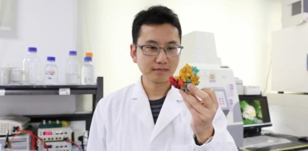 张余团队揭示核酸外切酶介导的mRNA转录终止机制