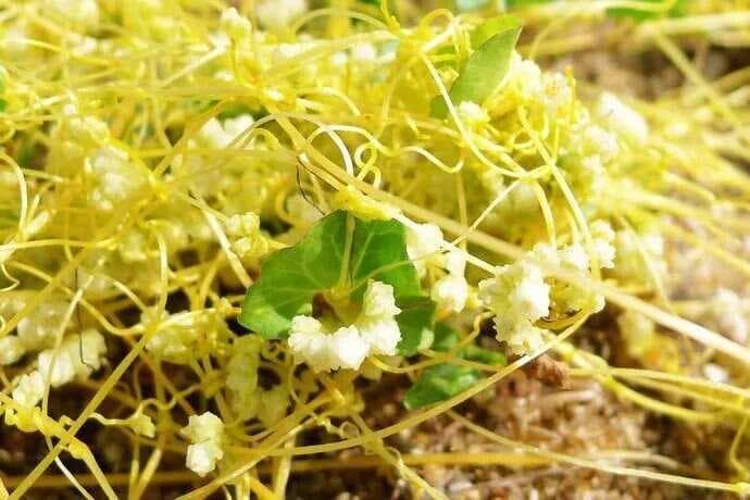 菟丝子：寄生植物的药食两用价值