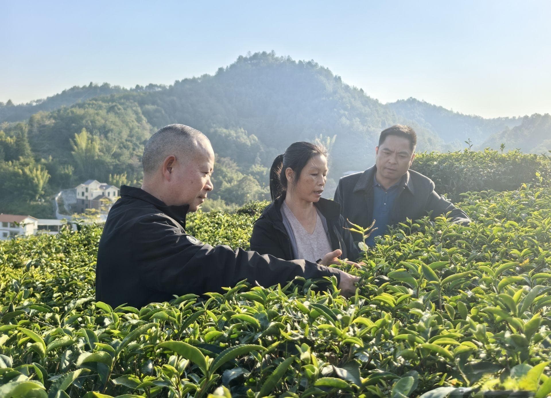 做强“土特产” 走好“富民路”！广东梅州新洲村探索特色产业发展新路径
