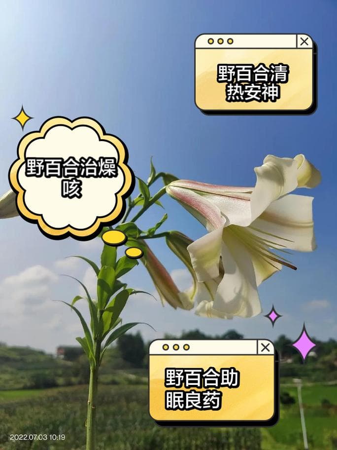 野百合的功效与作用
