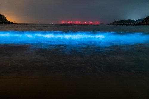 2024福建平潭蓝眼泪最全攻略指南(时间+地点+拍摄)