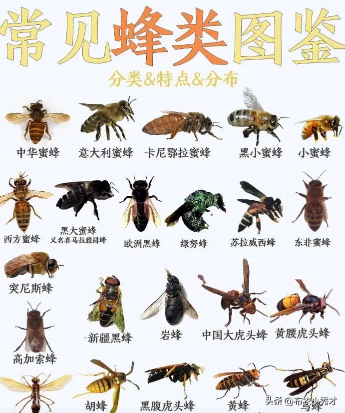 我国十大名蜂，原来蜜蜂有这么多种