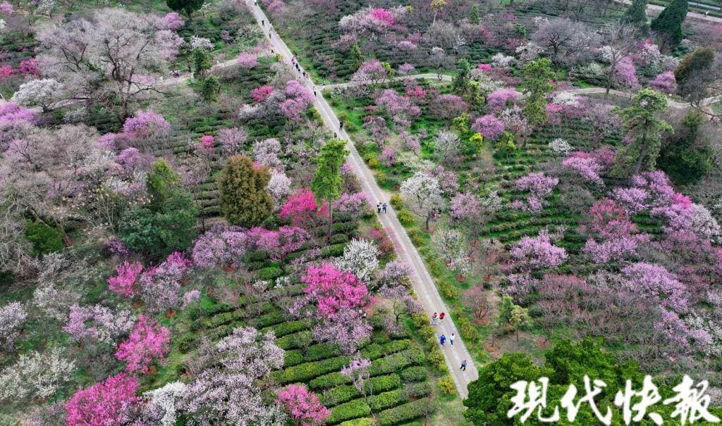 春日追花指南，南京版《上春山》等你来