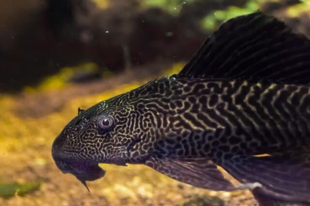 清道夫鱼：水族箱中的“清洁工”与潜在生态威胁