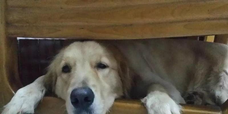 揭秘狗狗夜间行为：为什么狗狗半夜不睡觉？