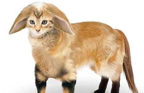 猫咪耳朵内部结构详解：从构造到保健全攻略