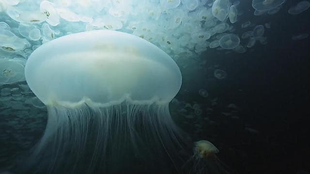 揭秘海洋生物过冬：水母如何在寒冬中延续生命？