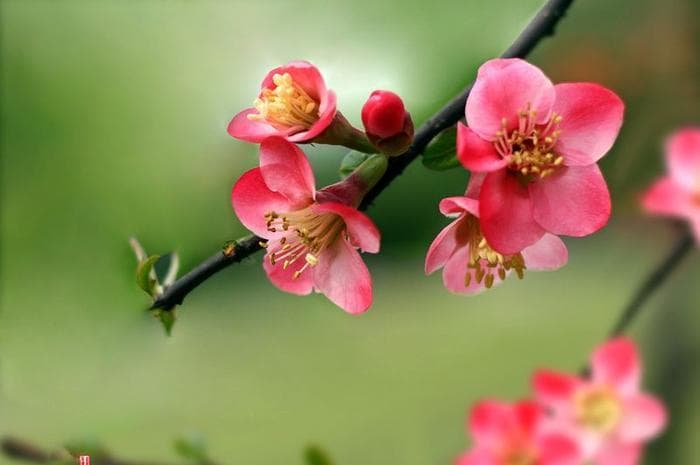 植物素材分享：生命不可无花，春天20种开花植物品种，欢迎收藏