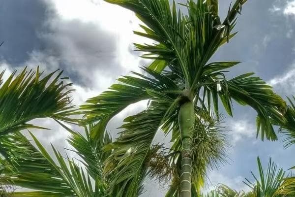槟榔树和椰子树的区别及槟榔树种植要点