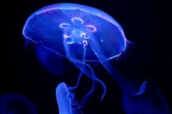 海月水母：温和的海洋精灵