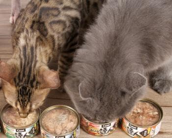 宠物之爱——猫咪妙鲜包的制作方法（让爱宠品尝最美味的食物）
