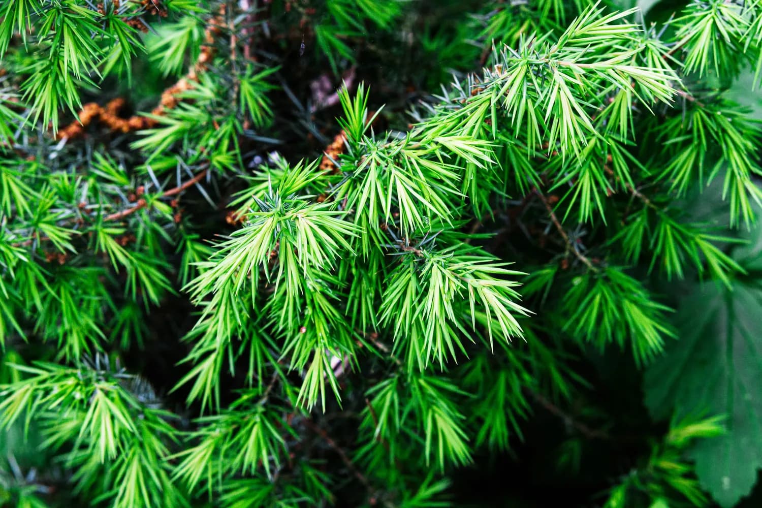 揭秘松柏：为何能在秋冬季节保持常绿？