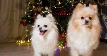 培养博美犬听从指令的技巧（打造聪明顺从的宠物犬）