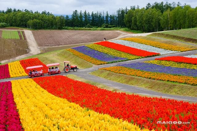 北海道旅游攻略：四季美景与实用信息全解析