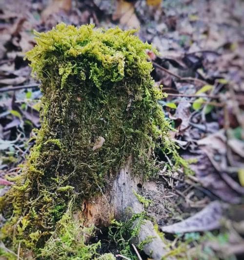 苔藓生长周期解析（从萌芽到成熟，苔藓成长的全过程）