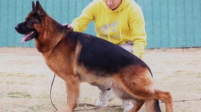 纯种德国牧羊犬特征全解析：从外观到血统的四大标准