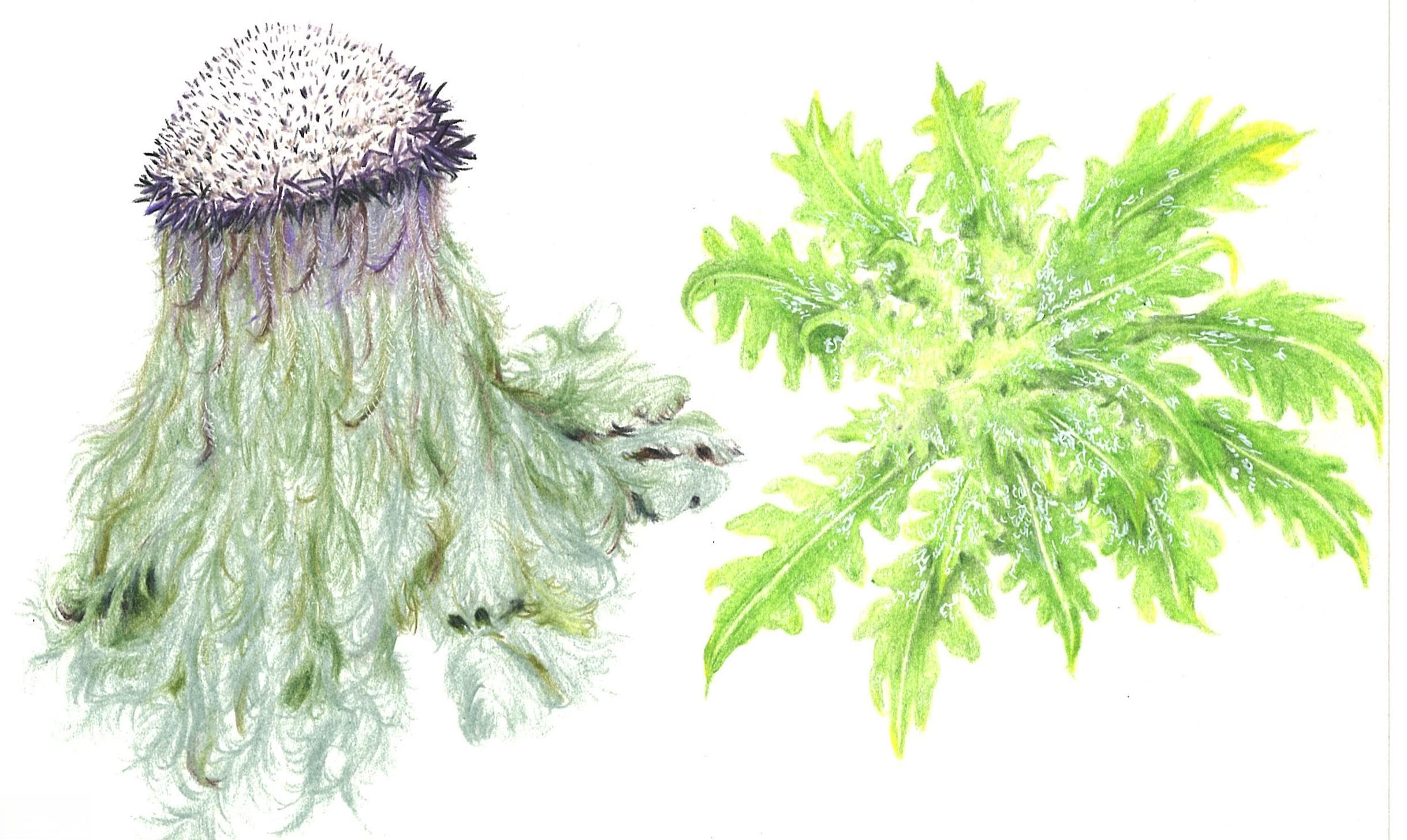 国家重点保护野生植物系列一｜水母雪兔子