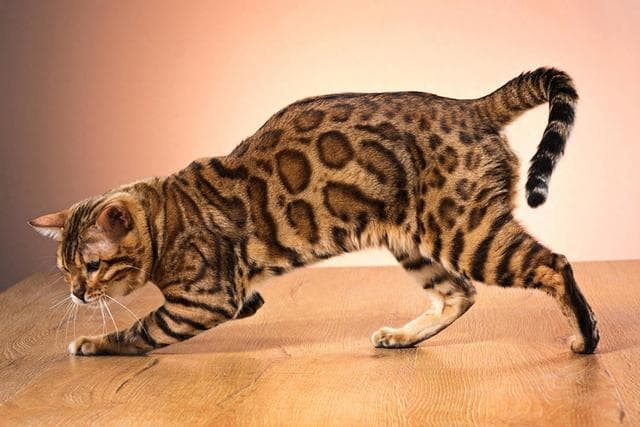 孟加拉猫的野性外表源自家猫 DNA