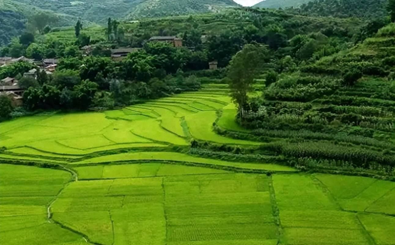 农村 6 种常见的剧毒植物，切勿随意采摘食用，小孩尤其要当心