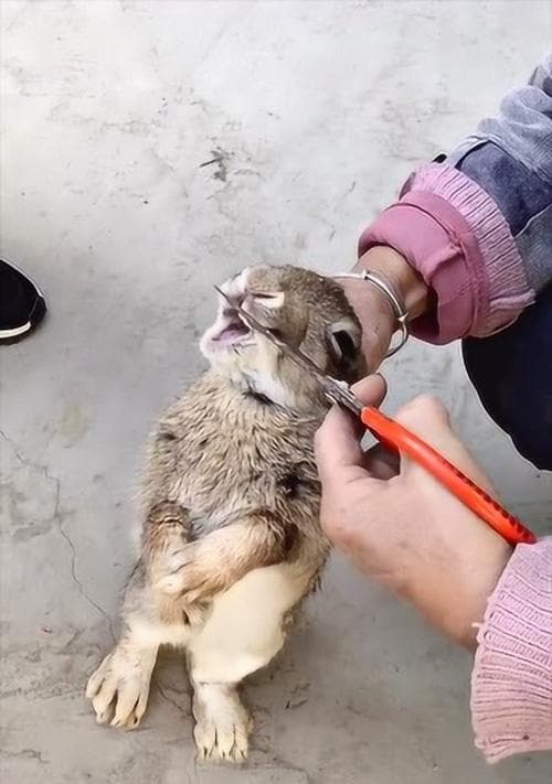 兔子认主的行为及其意义（了解兔子认主行为的特征和重要性）