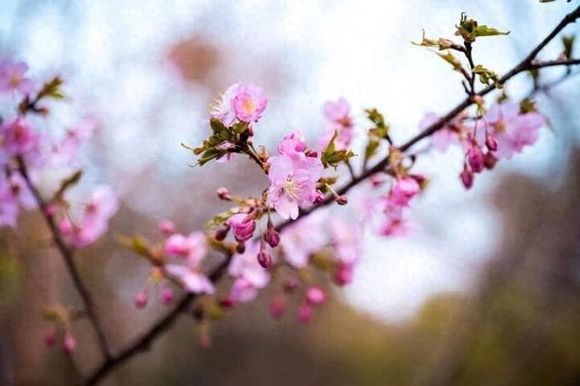 全国56个代表城市的最佳赏樱期是？这份“中国樱花预报”请收好