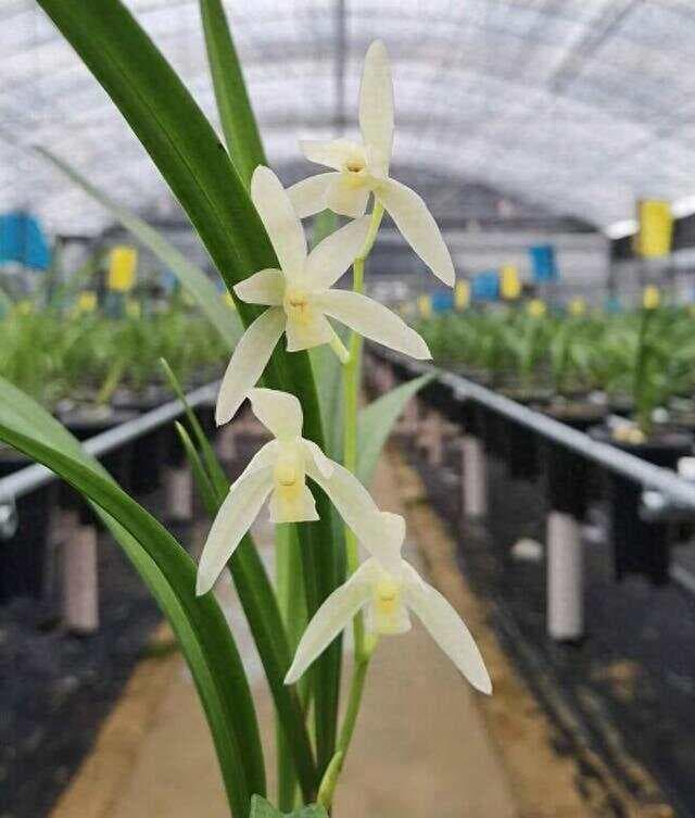 兰花分盆的时机、步骤及注意事项