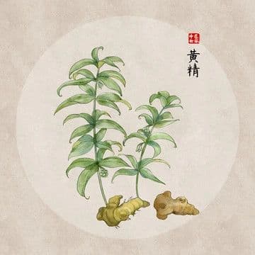 仙人余粮------黄精