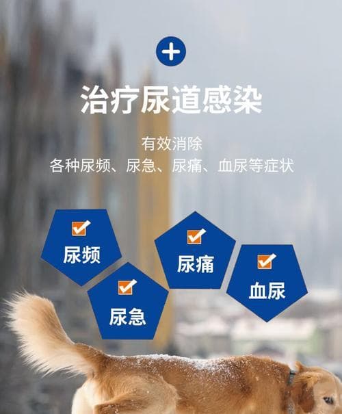 猫咪尿血尿频吃什么药最好？需要立即就医吗？