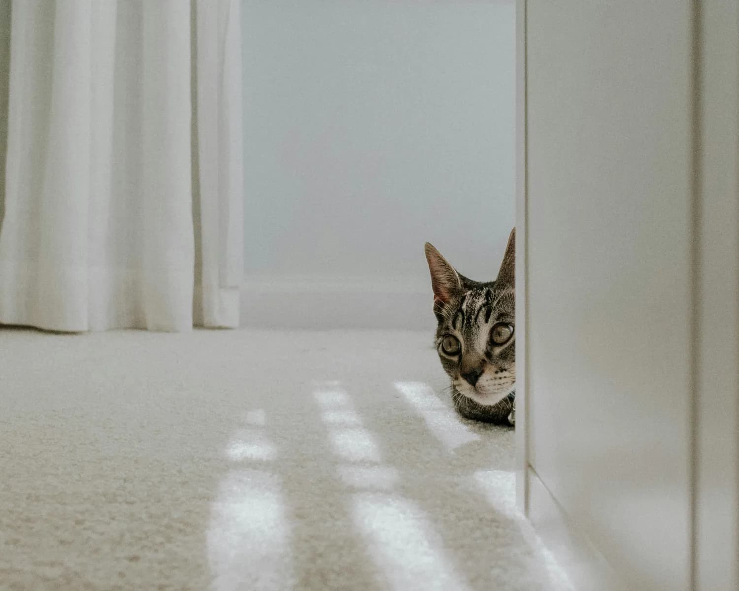 搬家后如何缓解猫咪的焦虑？