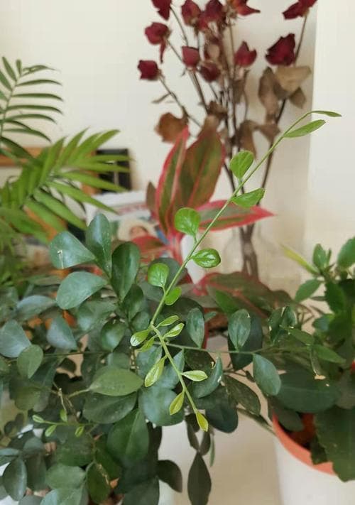 九里香开花时间及特点：四季皆有花期，花型清香优美