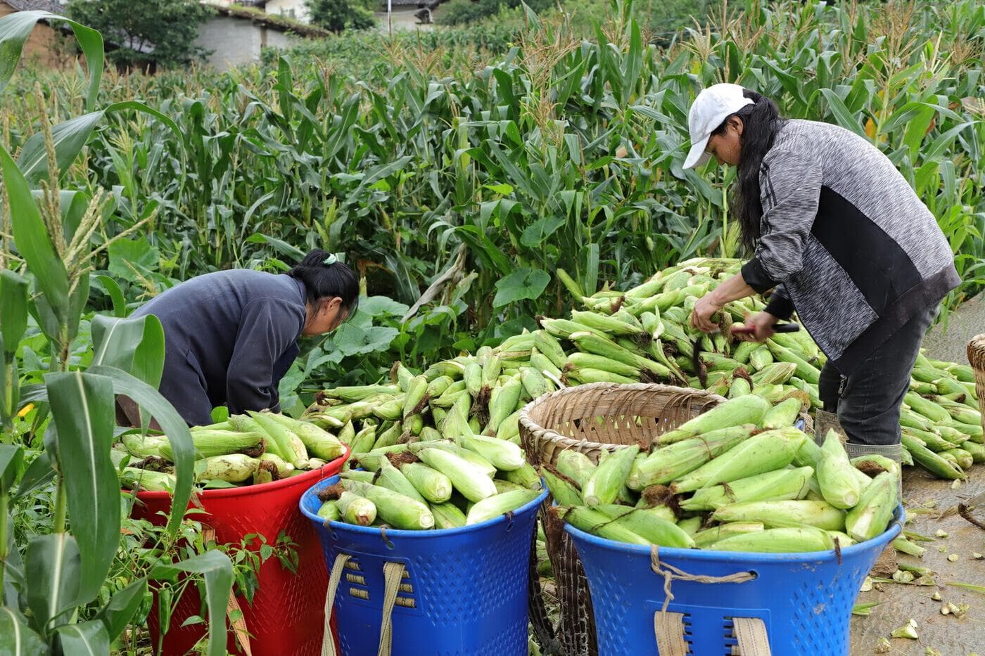 “双公司+种植户”模式，大关县糯玉米产业年产值将破5000万