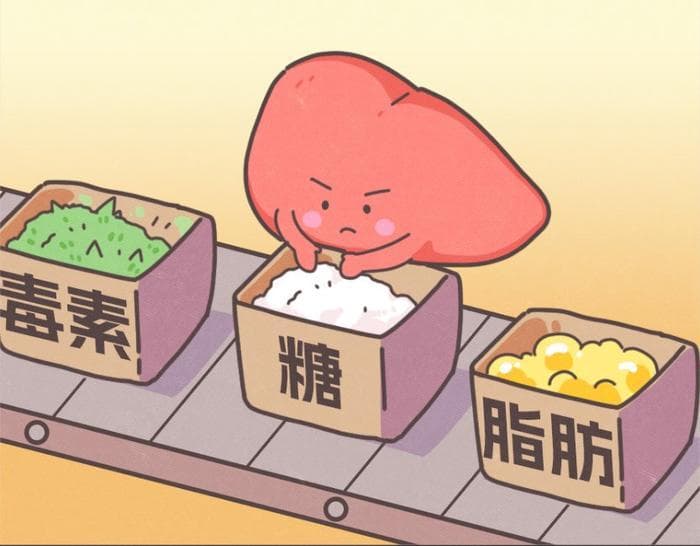 细胞级逆转脂肪肝：揭秘脂肪肝的根源与革命性治疗方法