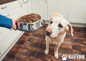 逐步换粮，耐心适应，狗狗健康饮食。