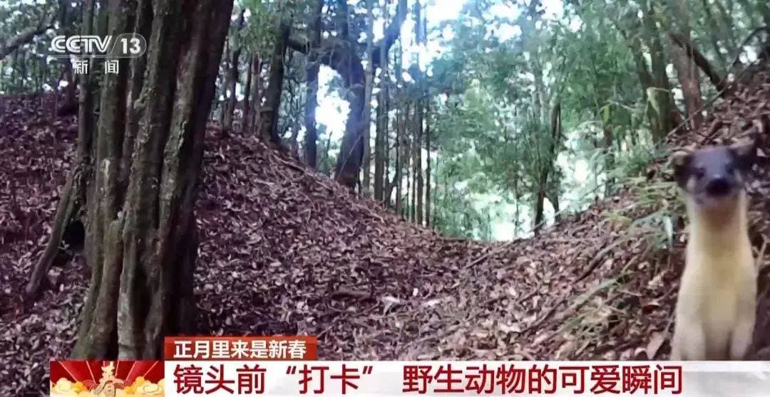 超治愈！一起来看野生动物们镜头前“打卡”的可爱瞬间