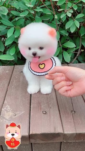 萌犬趣事大揭秘：小狗的超级可爱瞬间！