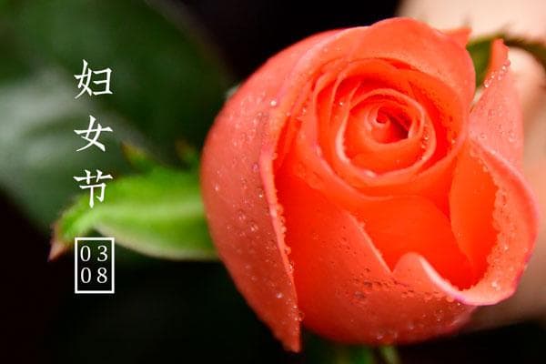 三八妇女节的妇女指哪些人