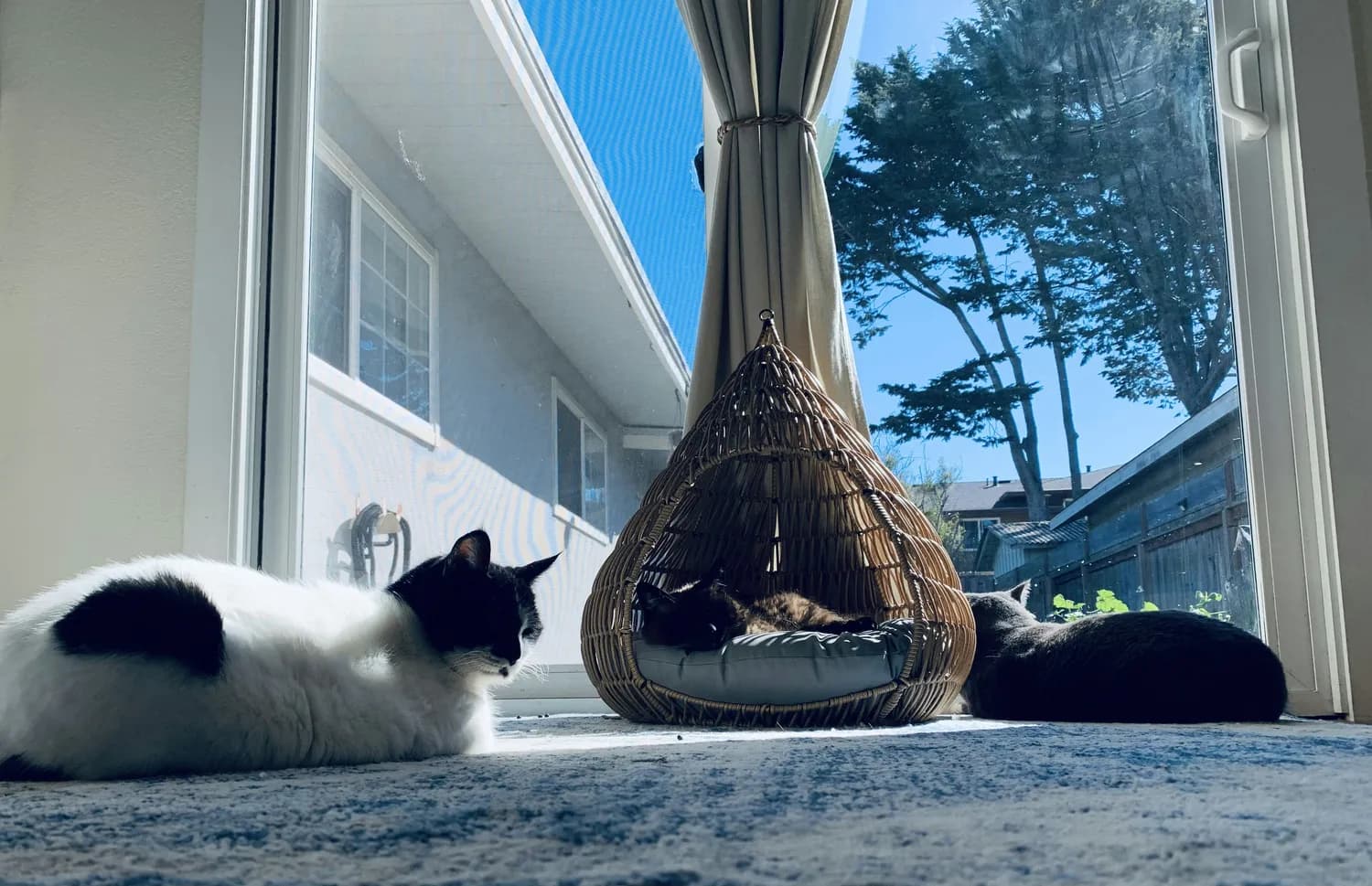 长假期间如何照顾猫咪：寄养还是带回家？