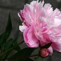 绿野仙踪的主要内容简单概括
