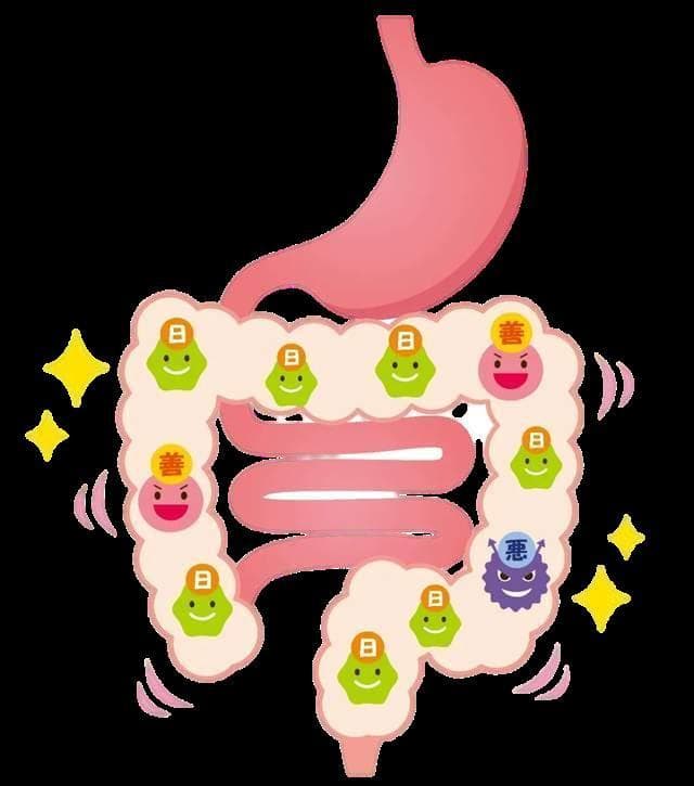 益生菌、益生元、合生元、后生元……这些肠道“小卫士”你了解吗