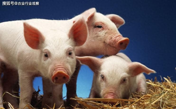 工厂化养猪，或成中国养猪行业新趋势！