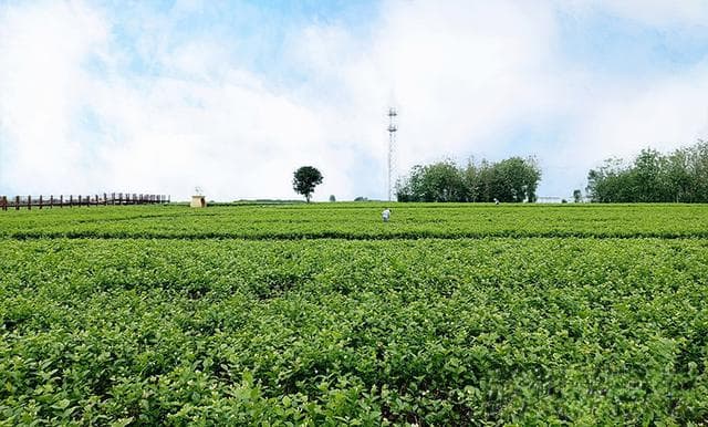揭秘广西隐藏款特产：特色产业领跑 打造乡村振兴新密码