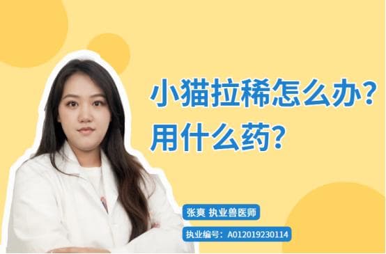 小猫拉稀怎么办？这份科学指南请收好